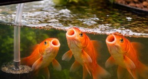 Fehlerbehebung bei Aquaponik:10 Anzeichen von Ungleichgewicht und Lösungen 