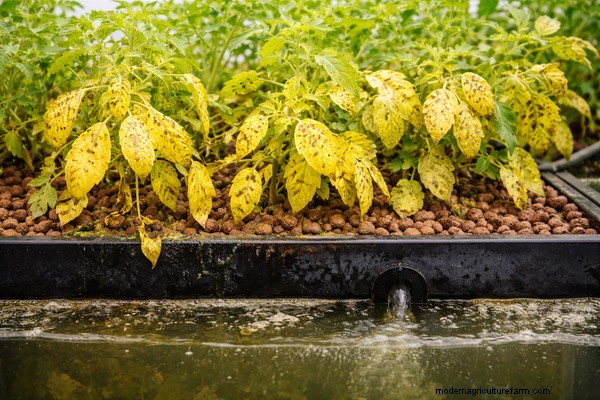 Risoluzione dei problemi dell acquaponica:10 segnali di squilibrio e soluzioni 