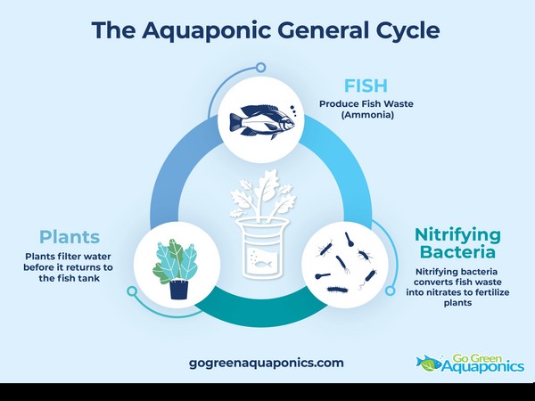 Qualità dell acqua Aquaponics:una guida completa a pH, ammoniaca e nitrati 