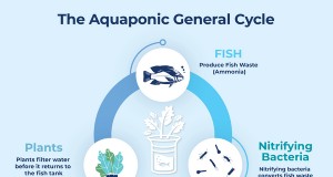 Aquaponics-Wasserqualität:Ein umfassender Leitfaden zu pH-Wert, Ammoniak und Nitrat 