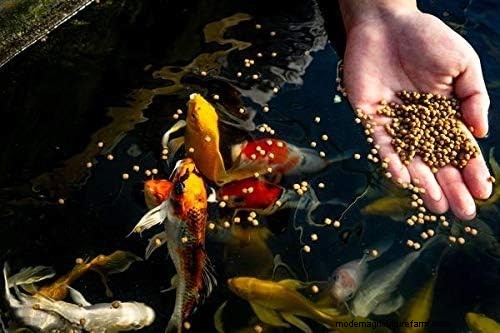 Aquaponics:de vitale rol van visgezondheid voor een bloeiend ecosysteem 