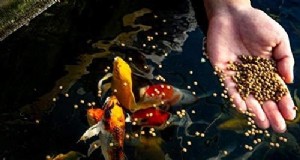 Aquaponics:de vitale rol van visgezondheid voor een bloeiend ecosysteem 