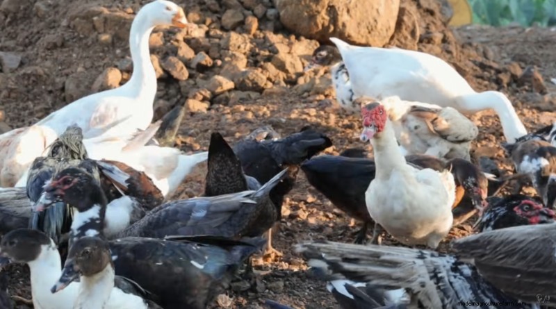 Uitbreiding van krielkippen en boerderij:een dag op Dexter s Farm 