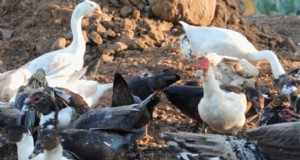 Uitbreiding van krielkippen en boerderij:een dag op Dexter s Farm 