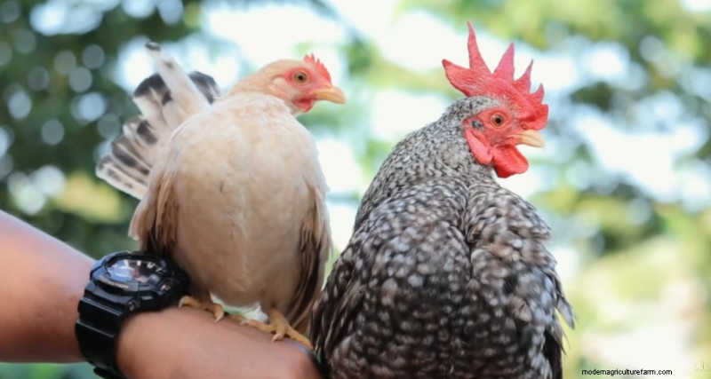 Uitbreiding van krielkippen en boerderij:een dag op Dexter s Farm 