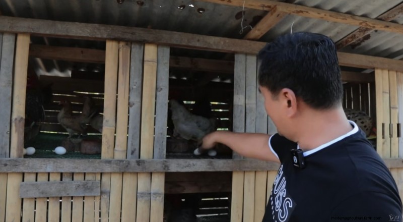 Uitbreiding van krielkippen en boerderij:een dag op Dexter s Farm 
