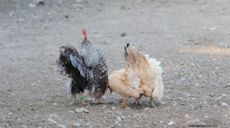 Uitbreiding van krielkippen en boerderij:een dag op Dexter s Farm 