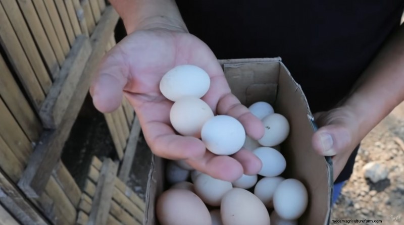 Uitbreiding van krielkippen en boerderij:een dag op Dexter s Farm 