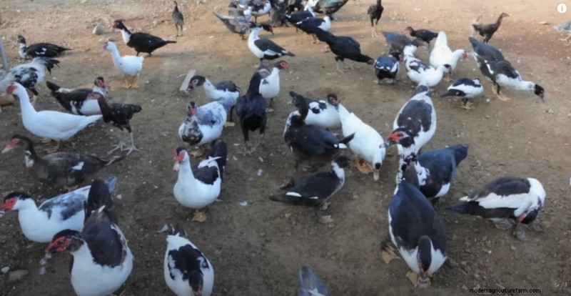 Uitbreiding van krielkippen en boerderij:een dag op Dexter s Farm 
