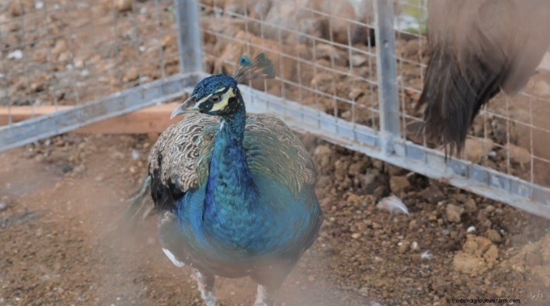 Dexter s World:Peacock &Farm Update - Boerderijdieren beheren 