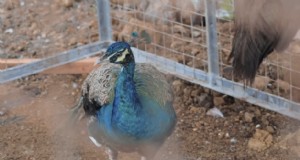 Dexter s World:Peacock &Farm Update - Boerderijdieren beheren 