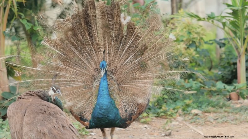 Dexter s World:Peacock &Farm Update - Boerderijdieren beheren 