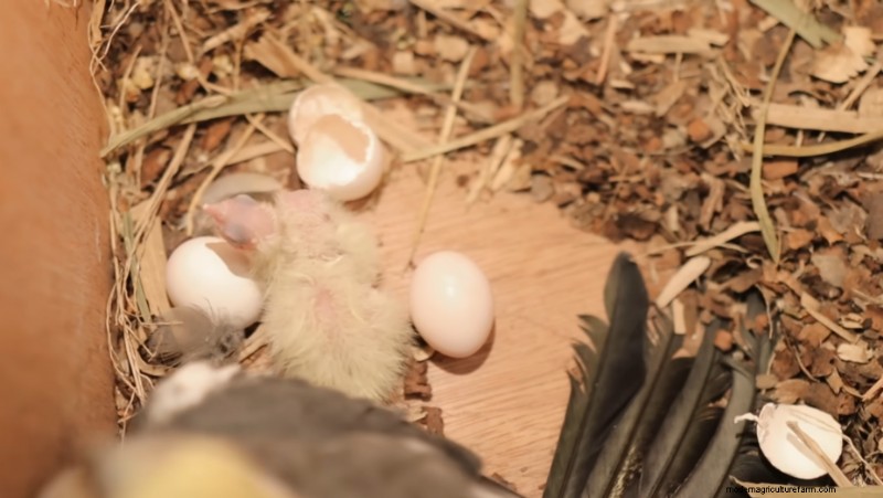 Dexter s World:Peacock &Farm Update - Boerderijdieren beheren 