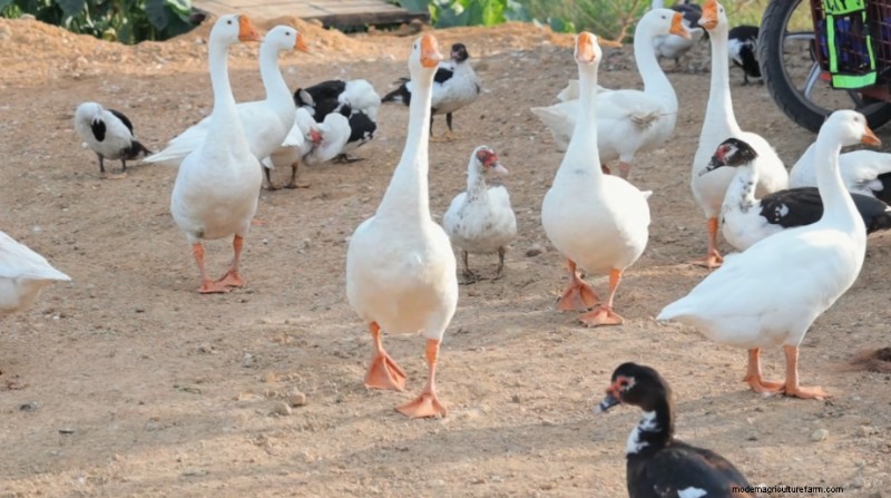 Dexter s World Farm:duurzame landbouw en tilapiaproductie 