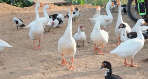 Dexter s World Farm:duurzame landbouw en tilapiaproductie 