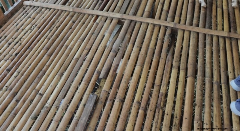 Dexter s World Farm:duurzame landbouw en tilapiaproductie 