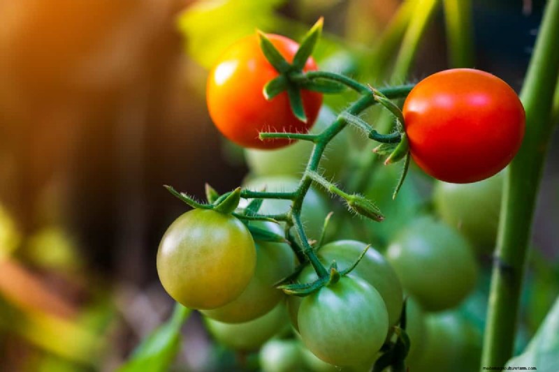 Fehlerbehebung bei hydroponischen Tomaten:Lösungen für gesundes Wachstum 