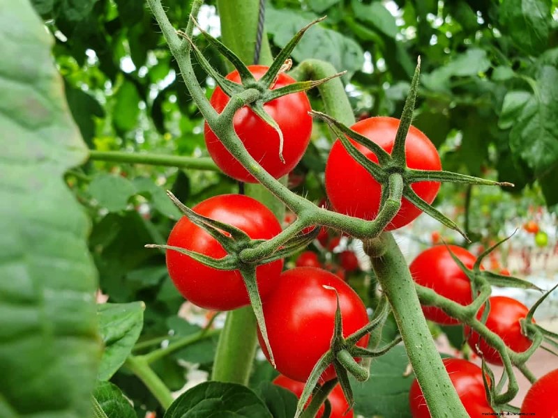 Fehlerbehebung bei hydroponischen Tomaten:Lösungen für gesundes Wachstum 