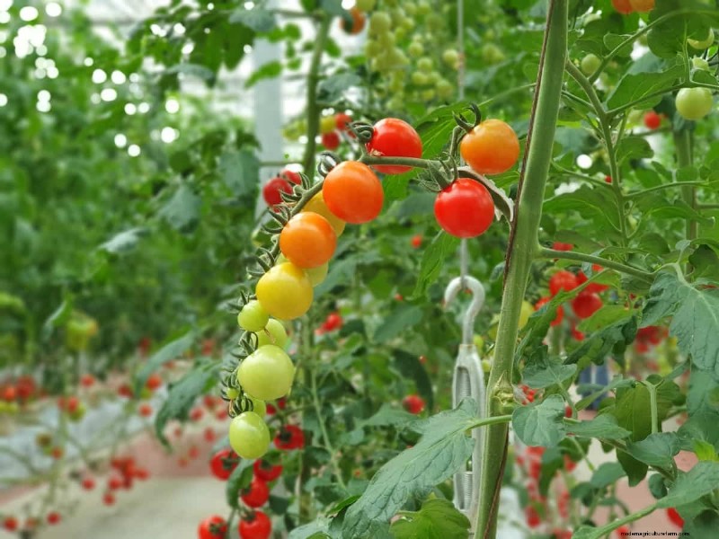 Fehlerbehebung bei hydroponischen Tomaten:Lösungen für gesundes Wachstum 