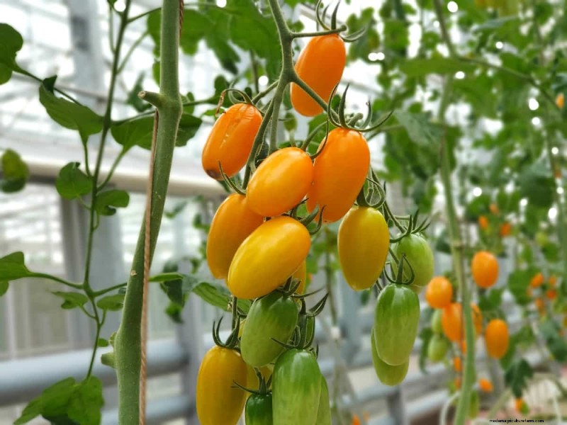 Fehlerbehebung bei hydroponischen Tomaten:Lösungen für gesundes Wachstum 