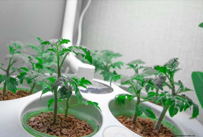 Fehlerbehebung bei hydroponischen Tomaten:Lösungen für gesundes Wachstum 