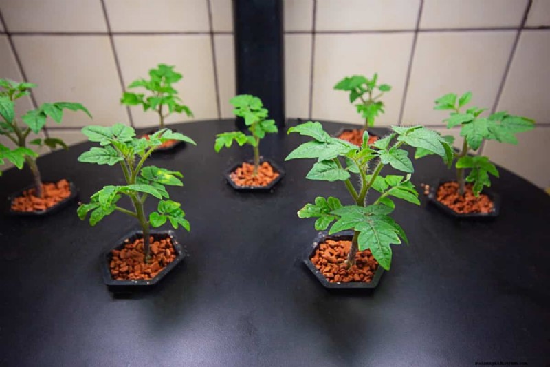 Fehlerbehebung bei hydroponischen Tomaten:Lösungen für gesundes Wachstum 