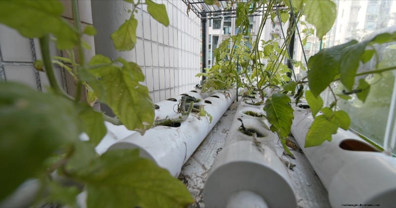 DIY vertikaler Garten mit PVC-Rohren:Einfache Schritt-für-Schritt-Anleitung 