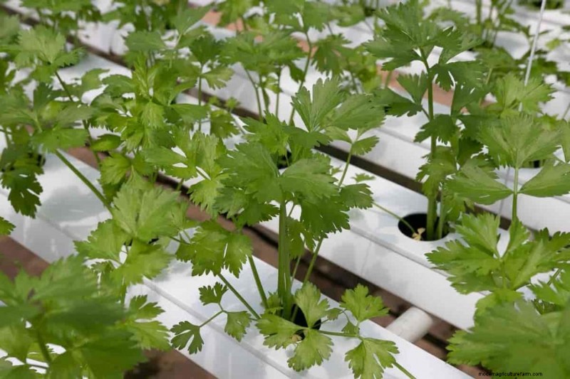 Hydroponik für Kräuter:Top 10 Sorten und Leitfaden zum Anbau 