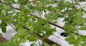 Hydrocultuur voor kruiden:Top 10 variëteiten en kweekgids 