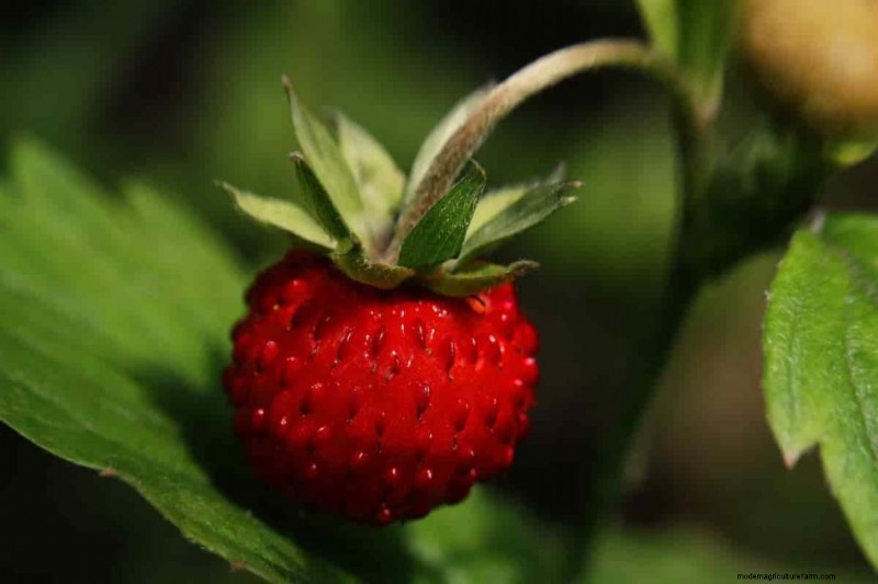 Beste fruit voor aquaponics:een uitgebreide gids 
