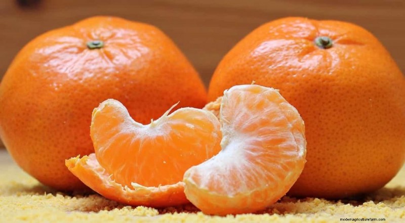 Beste fruit voor aquaponics:een uitgebreide gids 