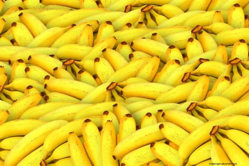 Beste fruit voor aquaponics:een uitgebreide gids 