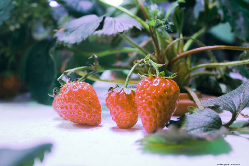 Coltura idroponica per la frutta:le 10 migliori colture per coltivare senza suolo 