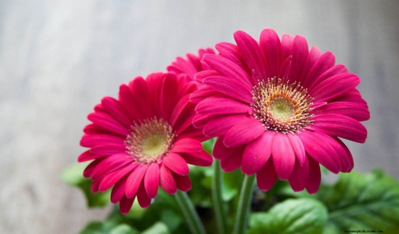 I migliori fiori per l acquaponica:una guida completa 
