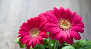 Beste bloemen voor aquaponics:een uitgebreide gids 