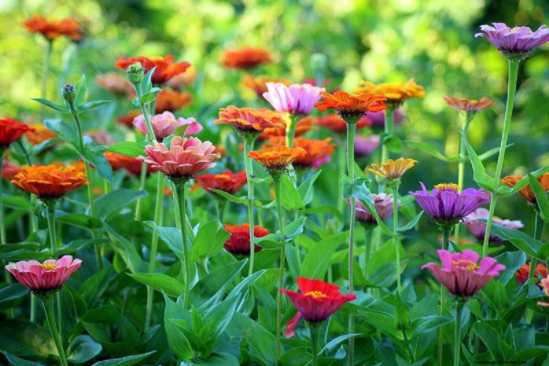 I migliori fiori per l acquaponica:una guida completa 