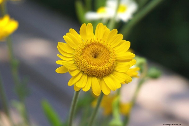 Fiori idroponici:le 20 migliori fioriture per la coltivazione senza suolo 
