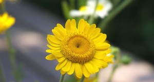 Flores hidropónicas:las 20 mejores flores para cultivo sin suelo 