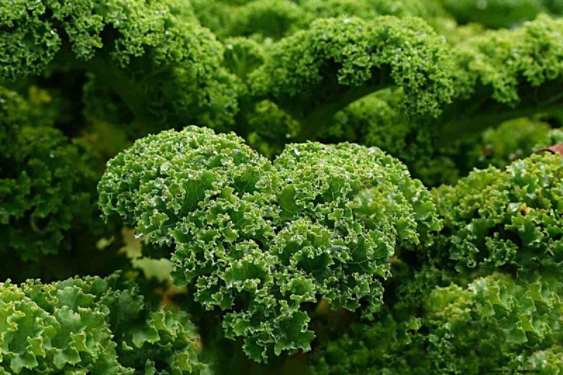 25 migliori verdure per acquaponica:una guida completa 