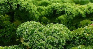 25 migliori verdure per acquaponica:una guida completa 