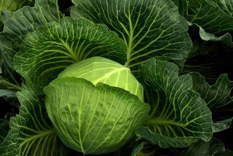 25 migliori verdure per acquaponica:una guida completa 