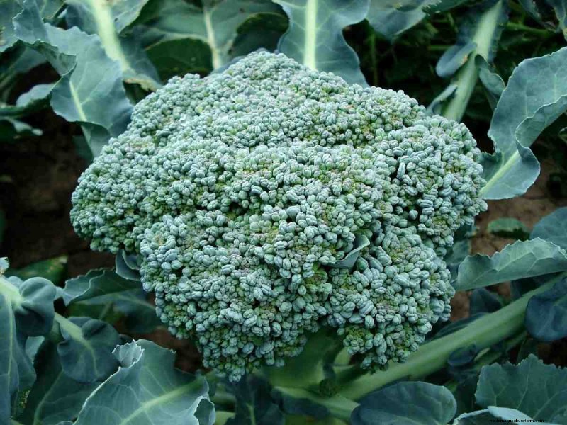 25 migliori verdure per acquaponica:una guida completa 