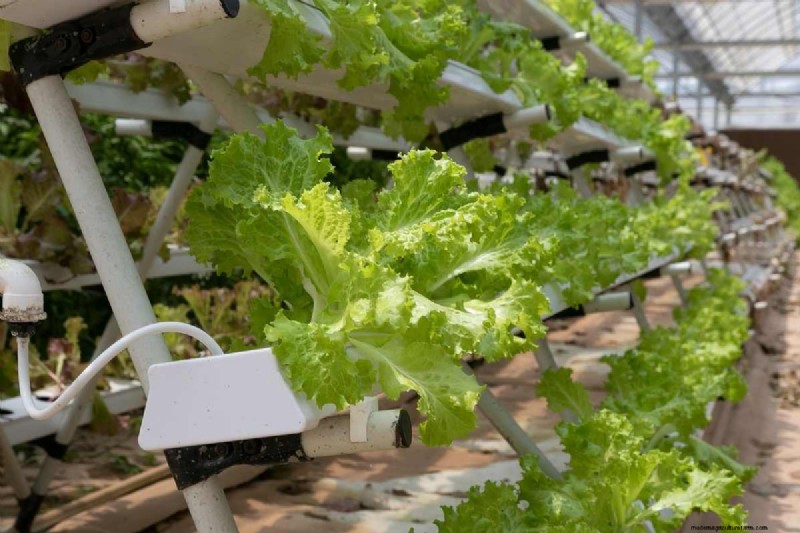 水耕栽培に最適な野菜:総合ガイド 