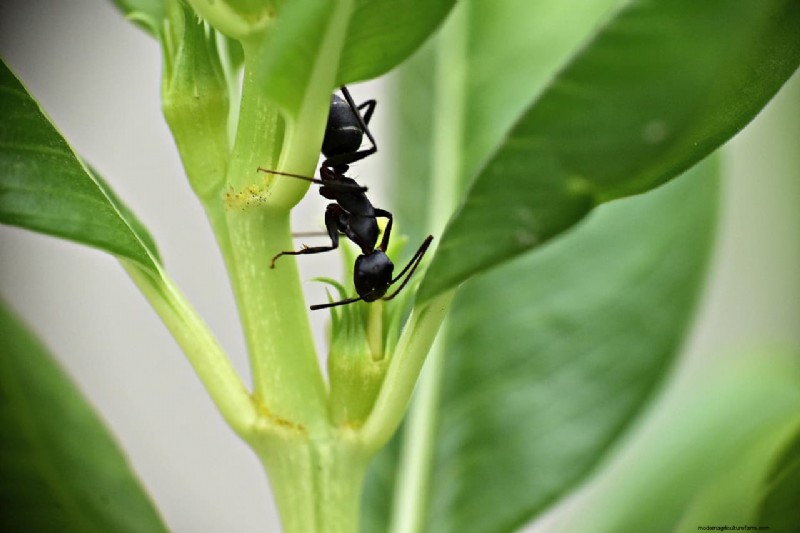 植木鉢のアリを防ぐ:健康な植物のための自然な解決策 