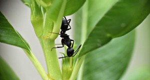 Voorkom mieren in plantenpotten:natuurlijke oplossingen voor gezonde planten 