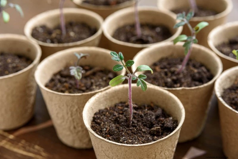 移植ショックからの回復:植物を活性化するための天然および有機肥料 