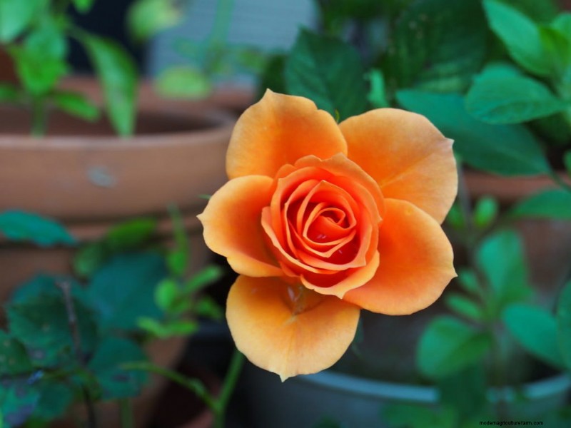 移植ショックからの回復:植物を活性化するための天然および有機肥料 