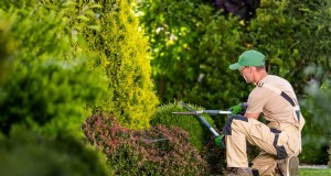 Costos de jardinería en California:precio promedio por pie cuadrado | [Año] 