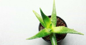 Bio-Spinnmilbenbekämpfung für Aloe Vera:Ein umfassender Leitfaden 
