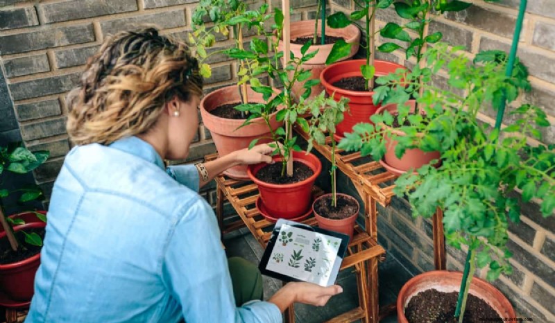 Costi del giardinaggio in terrazza in India:una guida completa al giardinaggio in container a basso costo 